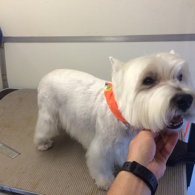 St Jude's Mobile Dog Grooming